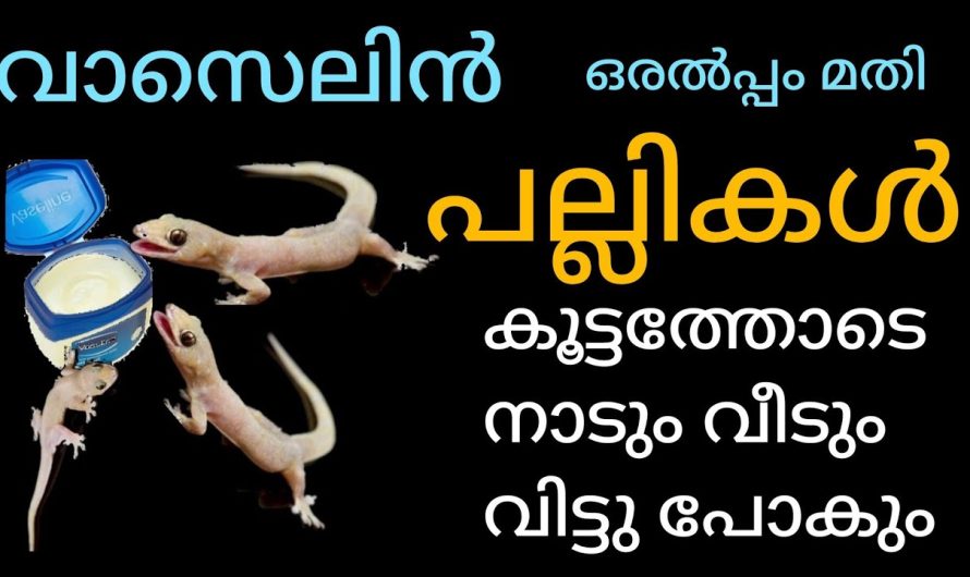 പല്ലികൾ നാടും വീടും വിട്ടോടും ഒരല്‍പ്പം വാസെലിൻ മതി