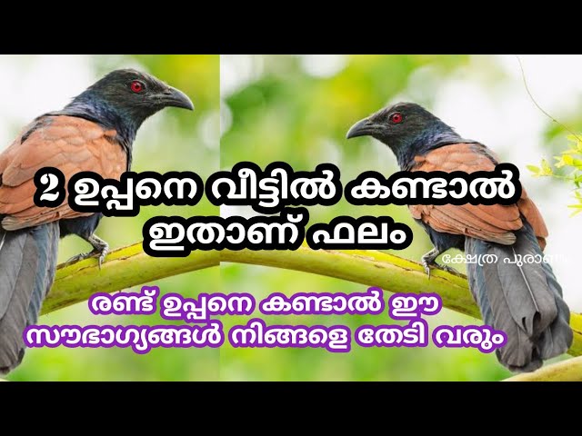 രണ്ട് ഉപ്പനെ കാണുന്നവർ ഭാഗ്യശാലികൾ ഉടനെ ഈ സൗഭാഗ്യങ്ങൾ നിങ്ങളെ തേടി എത്തും.