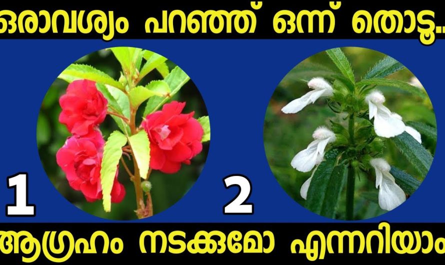 മനസ്സ് പറയുന്ന ഒരു ചിത്രം തൊടൂ..നിങ്ങൾക്ക് വരാൻ പോകുന്ന ഭാഗ്യങ്ങൾ അറിയാം.