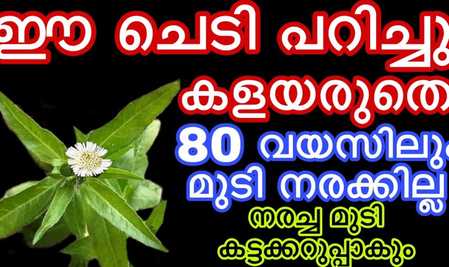 ഈ ചെടി പറിച്ചു കളയരുതെ 80 വയസിലും മുടി നരക്കില്ല നരച്ച മുടി കട്ടകറുപ്പാകും