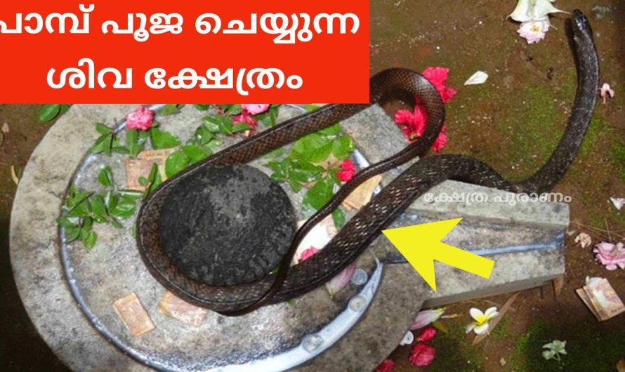 ദിവസവും പൂജ ചെയ്യാൻ നാഗം എത്തുന്ന ക്ഷേത്രം…..പാമ്പ് പൂജാരിയായ ശിവ ക്ഷേത്രം…..