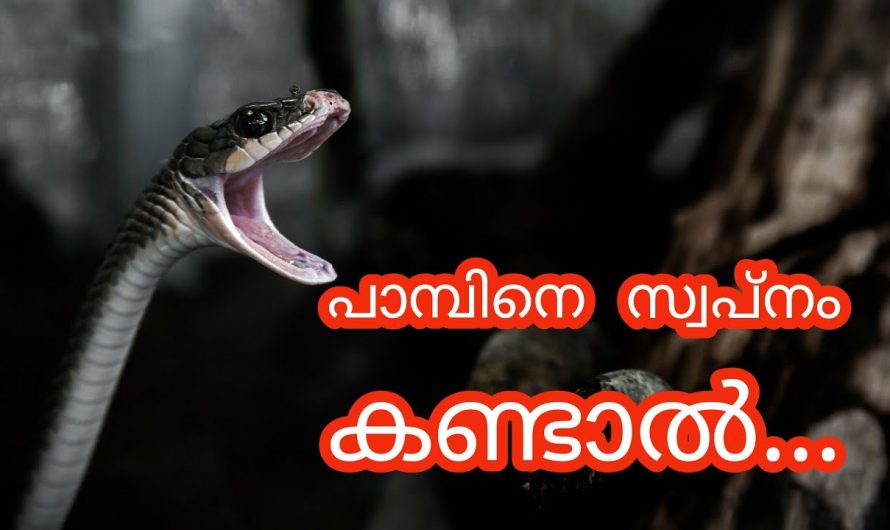 പാമ്പിനെ സ്വപ്നം കണ്ടാൽ ഉള്ള ഫലങ്ങൾ3