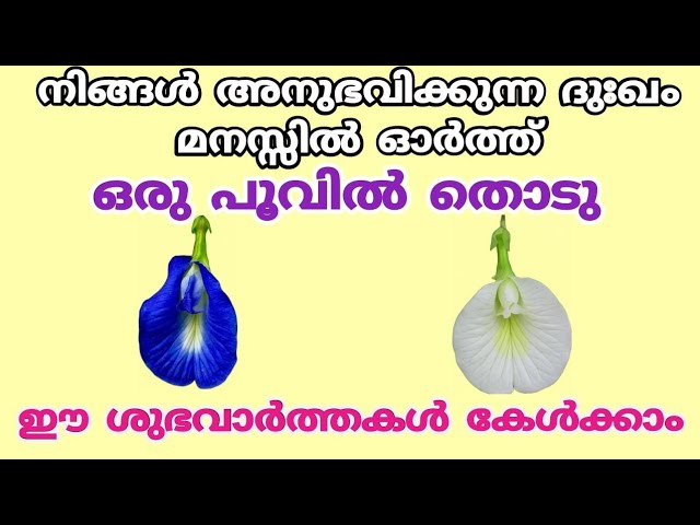 ഒരു പൂവിൽ തൊടു ഈ ശുഭവാർത്തകൾ കേൾക്കാം. തൊടുകുറി