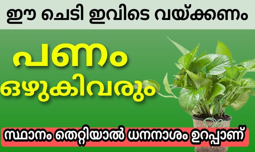 ഈ ചെടി ഈ ഭാഗത്ത് വച്ചാൽ അന്ന് മുതൽ പണം ഒഴുകി വരും