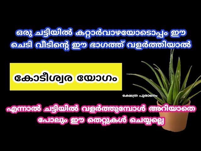 കറ്റാർവാഴയോടൊപ്പം നട്ട് വളർത്തേണ്ട ഒരെ ഒരു ചെടി.