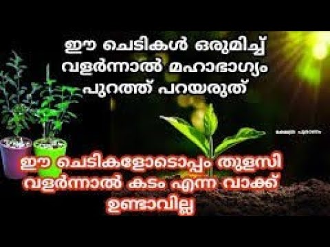 ഈ പത്ത് വാസ്തു ചെടി വീട്ടിൽ വളർത്തിയാൽ മഹാഭാഗ്യം