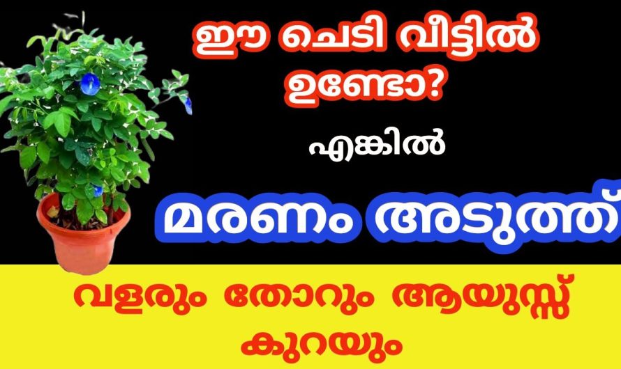 വളരും തോറും ആയുസ്സ് കുറക്കുന്ന ചെടികൾ