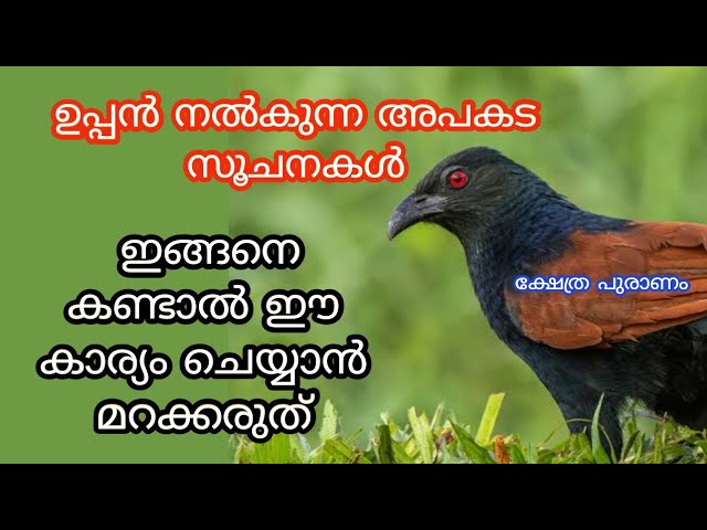 അപകടം സംഭവിക്കുന്നതിന് മുൻപ് മാത്രം ഉപ്പൻ നൽക്കുന്ന സൂചന.