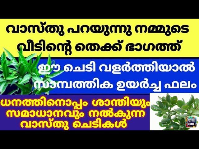 ലോകത്ത് ഏറ്റവുമധികം സാമ്പത്തിക ഐശ്വര്യം നൽകുന്ന വാസ്തു ചെടികളിൽ പ്രധാനികൾ  ഏറ്റവും ഫലപ്രദം