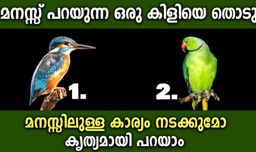 മനസ്സിലുള്ള ആഗ്രഹം നടക്കുമോ എന്ന് കൃത്യമായി പറയാം,അതിസൂക്ഷ്മ പ്രവചനം ഇത് ഫലിക്കും