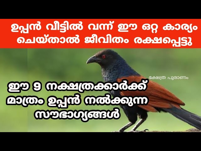 ഉപ്പൻ വീട്ടിൽ വന്ന് ഈ ഒറ്റ കാര്യം ചെയ്താൽ ആ വീട് രക്ഷപ്പെട്ടു