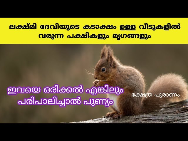 ലക്ഷ്മി ദേവിയുടെ അനുഗ്രഹം ഉള്ള വീടുകളിൽ വരുന്ന പക്ഷികൾ