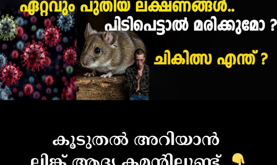 Deadly lung disease spread by rats! 5 main reasons behind Hantavirus infection