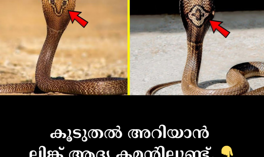 Some of the obvious differences to identify snakes are given below: